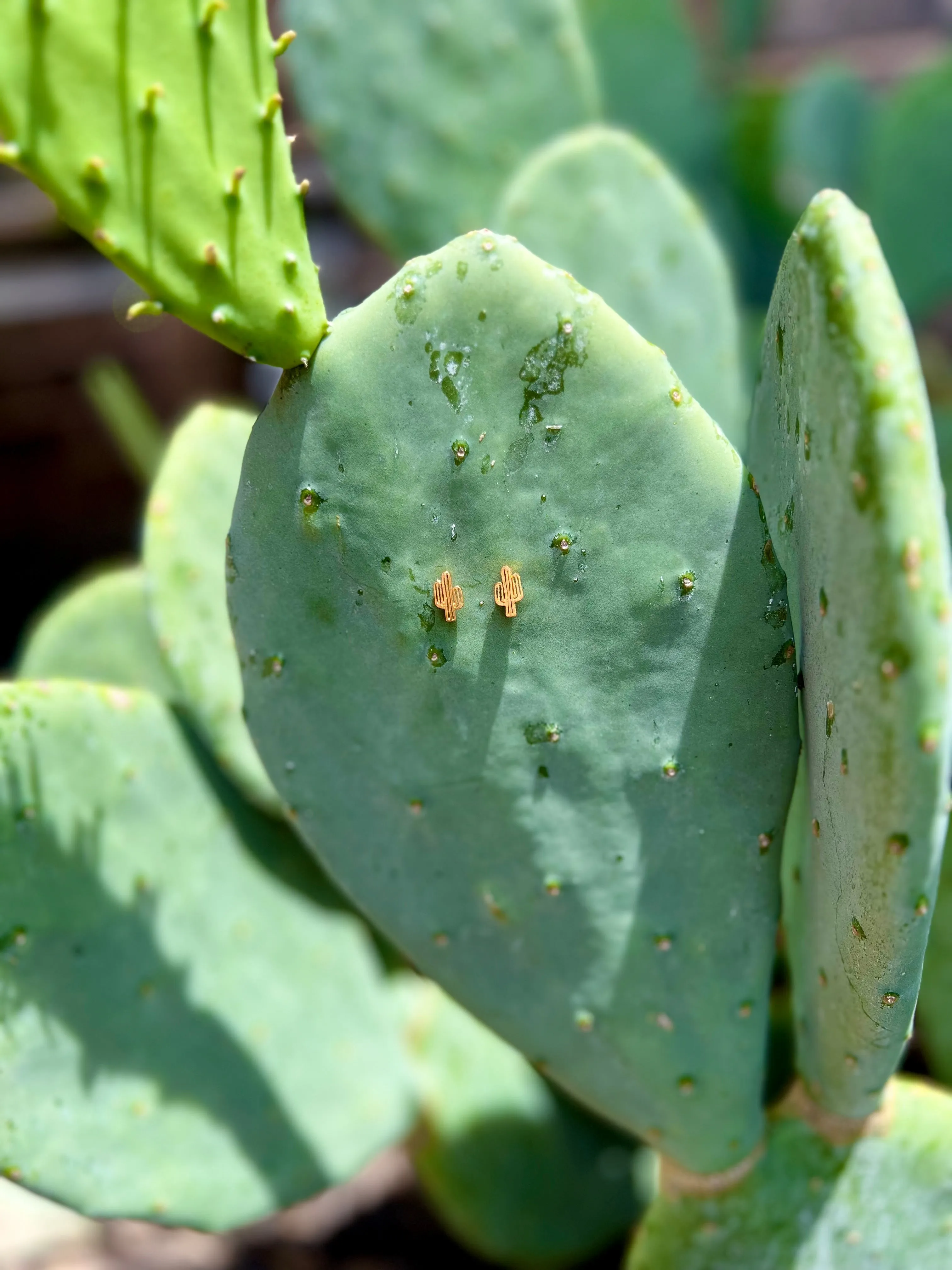 Dainty Desert Cactus Earrings