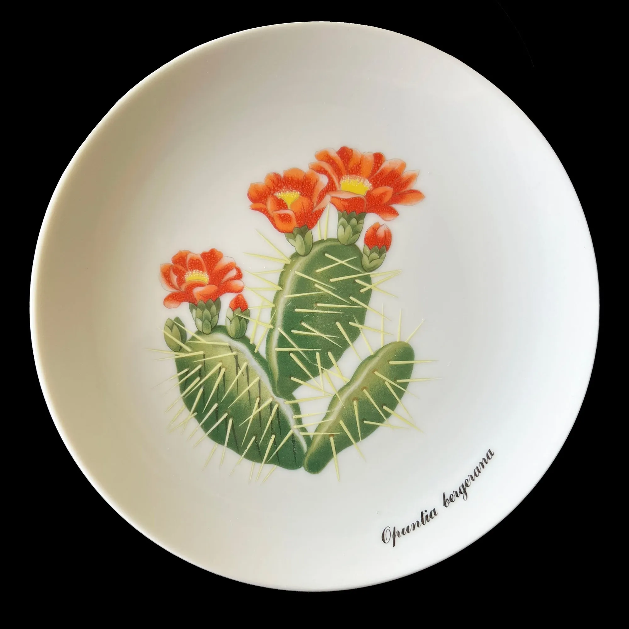 Desert Flower Cactus Plates by Shafford. Set of 3. Garden Club Series